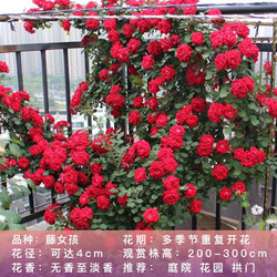 玫瑰花盆栽 欧芽蔷薇系列4年苗24品种可选种植不限地域多少钱 什么值得买 玫瑰花盆栽 欧芽蔷薇系列4年苗24品种可选种植不限地域多少钱 什么值得买