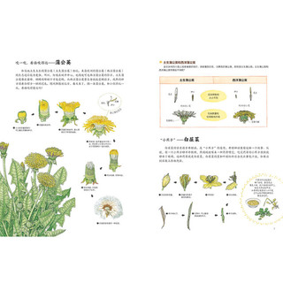 《和四季花草玩耍》（精装）