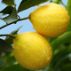 uncle lemon 安岳新鲜黄柠檬 10个