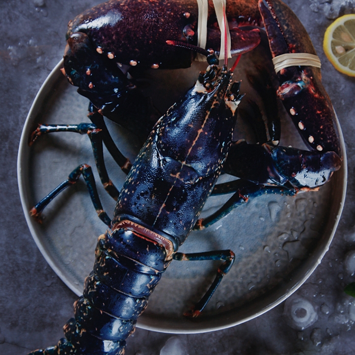 身价可达上百万?法国蓝龙:我太蓝了!以蓝为贵.