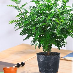 山鲜萃 清香胡椒木盆栽