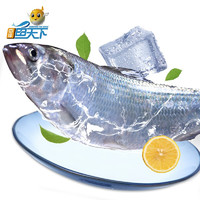 ZHONGYANG FISH WORLD 中洋鱼天下 中洋鱼天下 鲥鱼礼盒650-750g 生态养殖 江鲜鱼类 海鲜水产