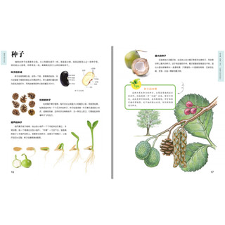 《植物王国大百科》（精装）