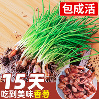 四季小香葱种子种头苗葱种孑小葱种籽红葱头红头阳台蔬菜盆栽火葱