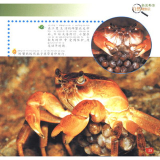 《新法布尔自然观察法15·第2辑·水王国：螃蟹》
