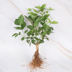 透蜜 茉莉小苗 1棵 带加仑盆