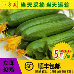 八方美 新鲜水果黄瓜荷兰无刺青瓜蔬菜生吃小黄瓜现摘现发5斤