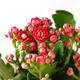 泰西丝 桃红长寿花盆栽 带花苞