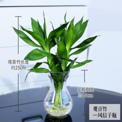泰西丝 办公室水培绿植花卉盆栽 文竹 绿萝 吊兰 发财树