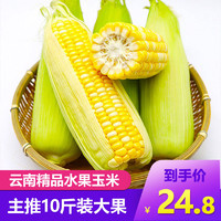 苗家十八洞  云南玉溪水果玉米10斤装 约300-600克/穗 时令新鲜蔬菜坏果包赔