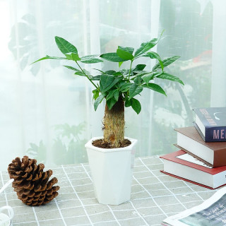 种着玩花卉绿植盆栽室内植物吊兰发财树绿萝栀子花带储水盆栽好发财树菱形盆 报价价格评测怎么样 什么值得买