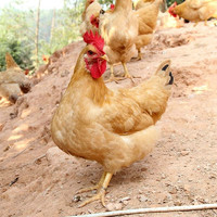 ECO FARM 依禾农庄 农家散养三黄鸡土鸡 杀后700g/只