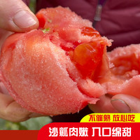 LAIYANG PEAR 莱阳梨  普罗旺斯西红柿新鲜自然熟生吃即食沙瓤番茄新鲜当季