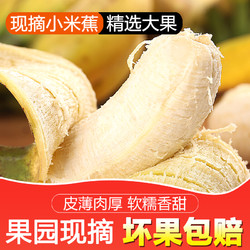 新鲜5斤 banana当季水果自然催熟小香蕉应季整箱包邮