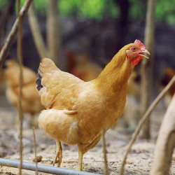 仓帝京东plus会员走地鸡农家三黄鸡约700g