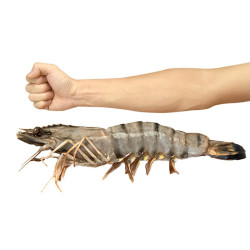 jufuxian 聚福鲜 黑虎虾(草虾)400克