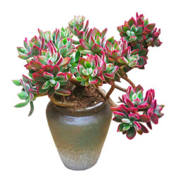 格林童话多肉植物盆栽组合套装多肉老桩盆景办公室阳台迷你绿植花卉