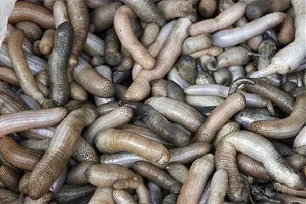 加上口感是脆脆的,和笋非常相似,所以名为土笋,也叫海蚯蚓,海泥虫,海