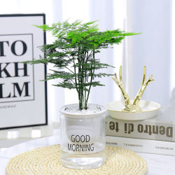 花友 文竹 早安盆栽好发货