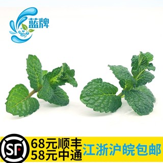 新鲜纯薄荷尖 Mint Tips薄荷头摆盘 薄荷叶烘焙40头