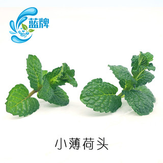 新鲜纯薄荷尖 Mint Tips薄荷头摆盘 薄荷叶烘焙40头