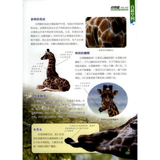 《新版中国少年儿童百科全书·人与自然》（精装）