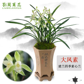 劉閣蘭花 刘阁兰花 建兰四季素心兰 大凤素 夏带花苞出售