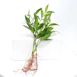 云花事水培驱蚊竹5棵生根剂