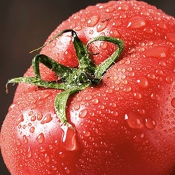 PAGO JOY 百果心享 普罗旺斯西红柿 4.5斤