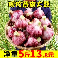 净态 现挖现发紫皮大蒜头湿蒜多瓣蒜10斤包邮新鲜蔬菜腌制糖醋蒜红皮蒜