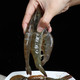 PLUS会员：舒可哒 新鲜国产大虾   净重3.6-4斤装
