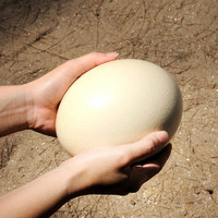 圣德利 新鲜鸵鸟蛋食用不可孵化送礼佳品 蛋 生鲜 一枚装（单枚3斤左右）