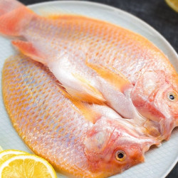 品珍鲜活红星斑鱼净重300350g条