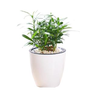 品盛室内罗汉松盆栽 报价价格评测怎么样 什么值得买