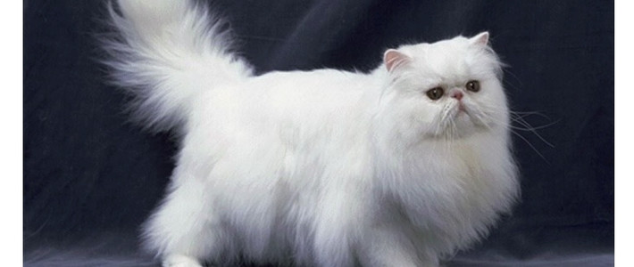 英国长毛猫中文名英国长毛猫英文名britishlonghair名词