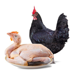 wens温氏供港天露黑鸡1kg高品质供港鸡农家慢养土鸡柴鸡烤鸡烧鸡整鸡