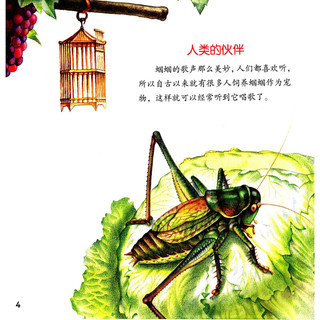 《神奇的昆虫系列·蝈蝈的密码》