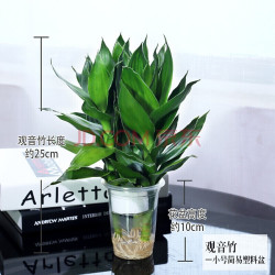 办公室盆栽 中梦观音竹盆栽观音竹 原盆多少钱 什么值得买
