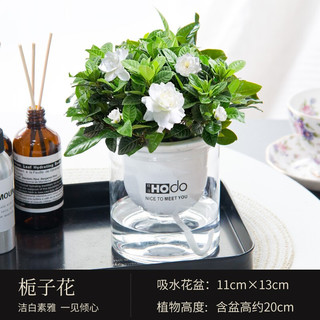 Hodo 红豆 京东自营 栀子花盆栽带盆载好发货包邮