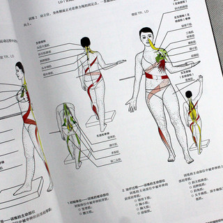 肌肉链 脊柱的螺旋稳定