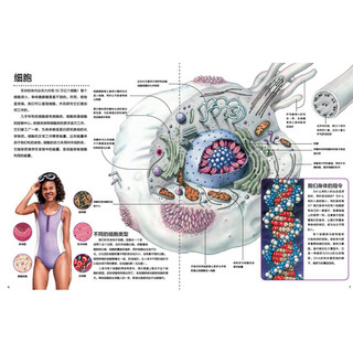 《万物运转的秘密·人体》