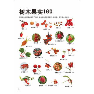 《爱自然巧发现·多样的植物种子》（软精装）