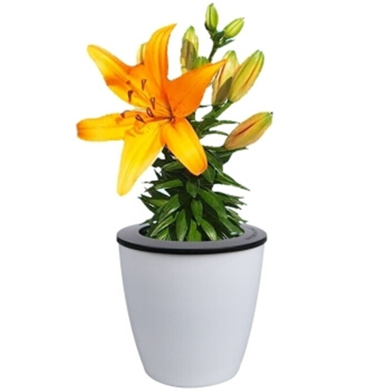 百合花盆栽优惠 哪里买百合花盆栽便宜 性价比高的百合花盆栽推荐 什么值得买