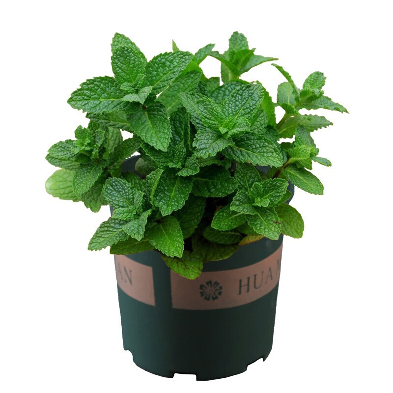 盆栽花种子优惠 哪里买盆栽花种子便宜 性价比高的盆栽花种子推荐 什么值得买