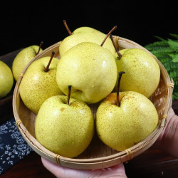 梨源译 砀山酥梨 大果10斤装