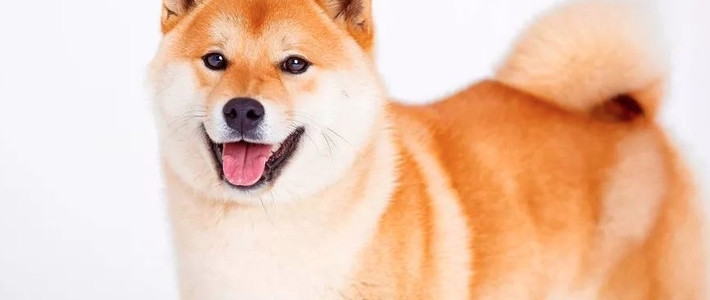 日系秋田犬英文名japanese akita名词解释秋田犬在日本是家庭宠物犬