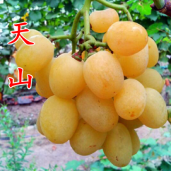 欧悟 特大天山葡萄苗9月成熟葡萄树爬藤嫁接果树苗盆栽地栽南北方种植易活 四年苗(当年结果)