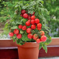 致荟树 樱桃番茄种子 50粒 懒人盆套装