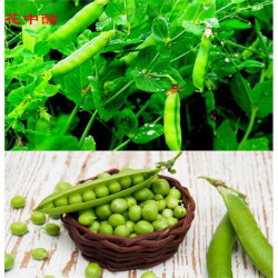 豌豆种子 花中酷青豌豆苗种子250g多少钱 什么值得买