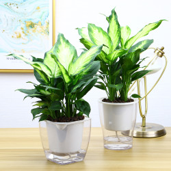 万年青盆栽粉黛花叶花卉室内净化空气除吸甲醛桌面植物水培银皇后